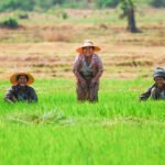 အာရှ၏ နောက်ဆုံး စားကျက်မြေ