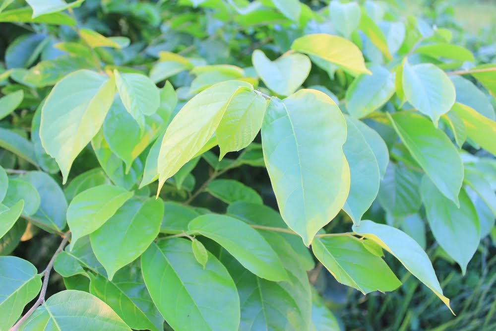 ကြက်တက်ရွက် ကျန်းမာစေသလား!