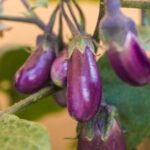 ခရမ်းပြုတ်သီး ကျန်းမာရေး ကောင်းစေသလား!