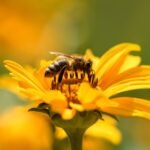 ပျားဝတ်မှုန် ကောင်းကျိုးများ၏