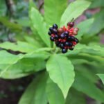 ဘုမ္မရာဇာပင် ဆေးဖက်ဝင်သလား!