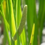 လင်းနေပင် ဆေးဖက်ဝင်သလား!