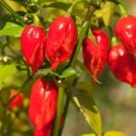 အာဝါးသီး ကျန်းမာရေးအတွက် ဘာကောင်းသလဲ!