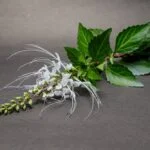 သိကြားမကိုဋ် ဆေးဖက်ဝင်သလား!