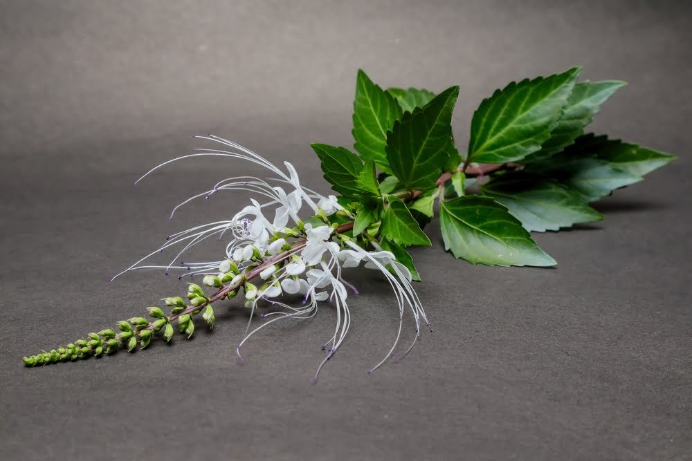 သိကြားမကိုဋ် ဆေးဖက်ဝင်သလား!