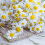 Feverfew လေးရဲ့ ကောင်းကျိုးလေးများ