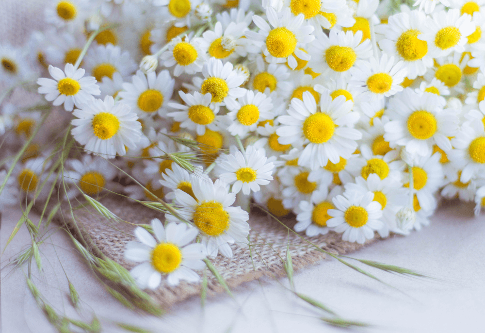 Feverfew လေးရဲ့ ကောင်းကျိုးလေးများ