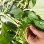 ဘူးညွန့် စားရင်း ကျန်းမာလိုက်ပါ