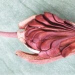 မဟော်ဂနီစေ့ ကျန်းမာရေးကောင်းကျိုးများ