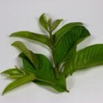 မာလကာရွက် စားလို့ ရလား! ကောင်းကျိုးများလား!