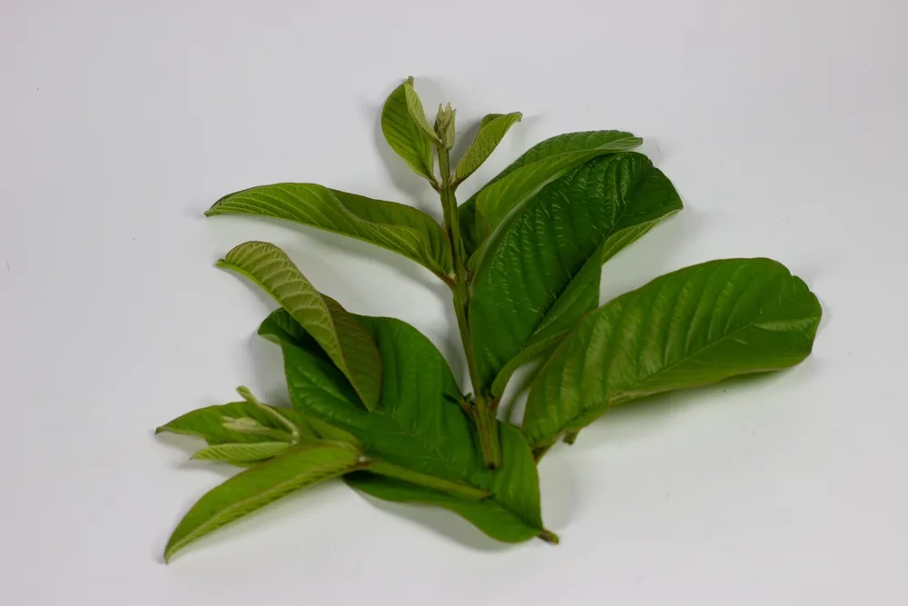 မာလကာရွက် စားလို့ ရလား! ကောင်းကျိုးများလား!