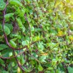 မင်သီးပင် (သို့မဟုတ်) ကင်ပိမ့်ပင် ( Malabar Summer Spinach)