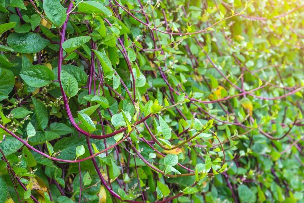 မင်သီးပင် (သို့မဟုတ်) ကင်ပိမ့်ပင် ( Malabar Summer Spinach)