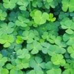 မှိုနားတိုပင် ( four leaf clover)