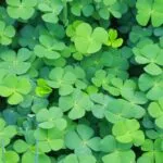 မှိုနားတိုပင် ( four leaf clover)
