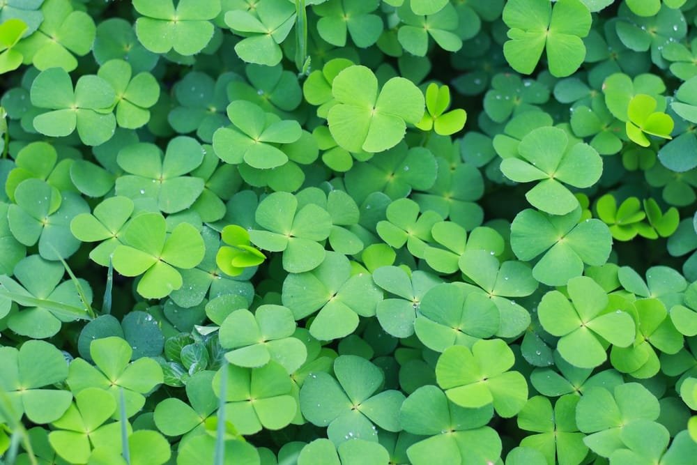 မှိုနားတိုပင် ( four leaf clover)