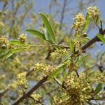 သမုန်းပင် (သို့မဟုတ်) သမားမုန်းပင် ( Boscia variabilis Collett & Hemsl. )