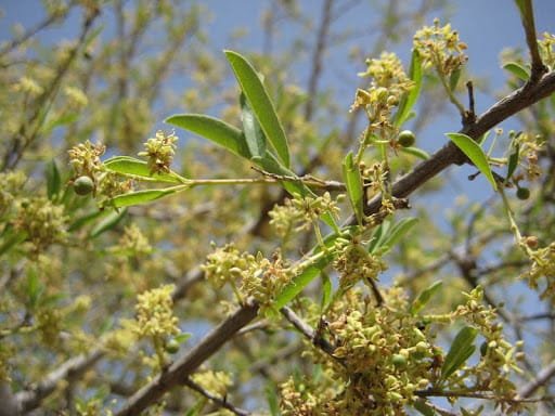 သမုန်းပင် (သို့မဟုတ်) သမားမုန်းပင် ( Boscia variabilis Collett & Hemsl. )