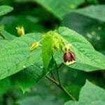 မြွေနိုင်ပင် ( Abroma Augustum)