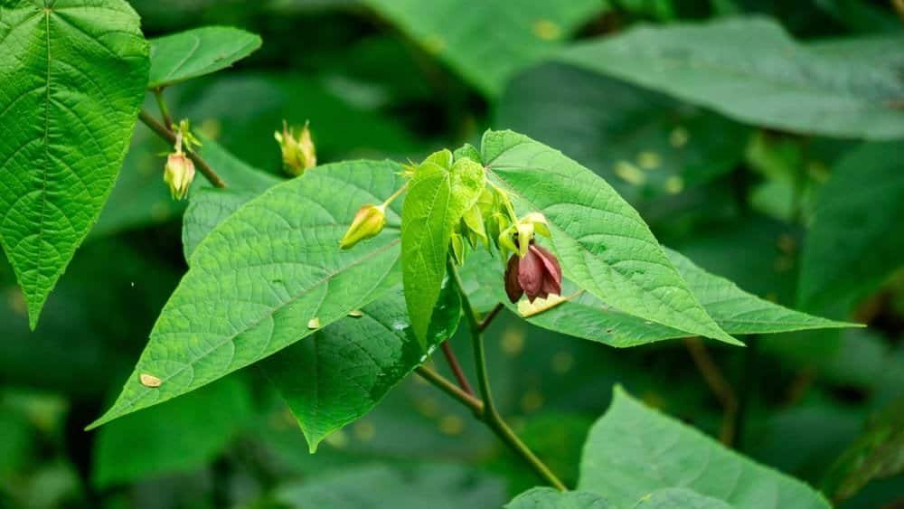 မြွေနိုင်ပင် ( Abroma Augustum)