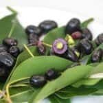 သပြေသီးမှည့် စားကောင်းရုံပဲလား!