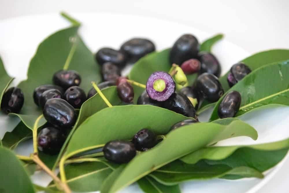 သပြေသီးမှည့် စားကောင်းရုံပဲလား!