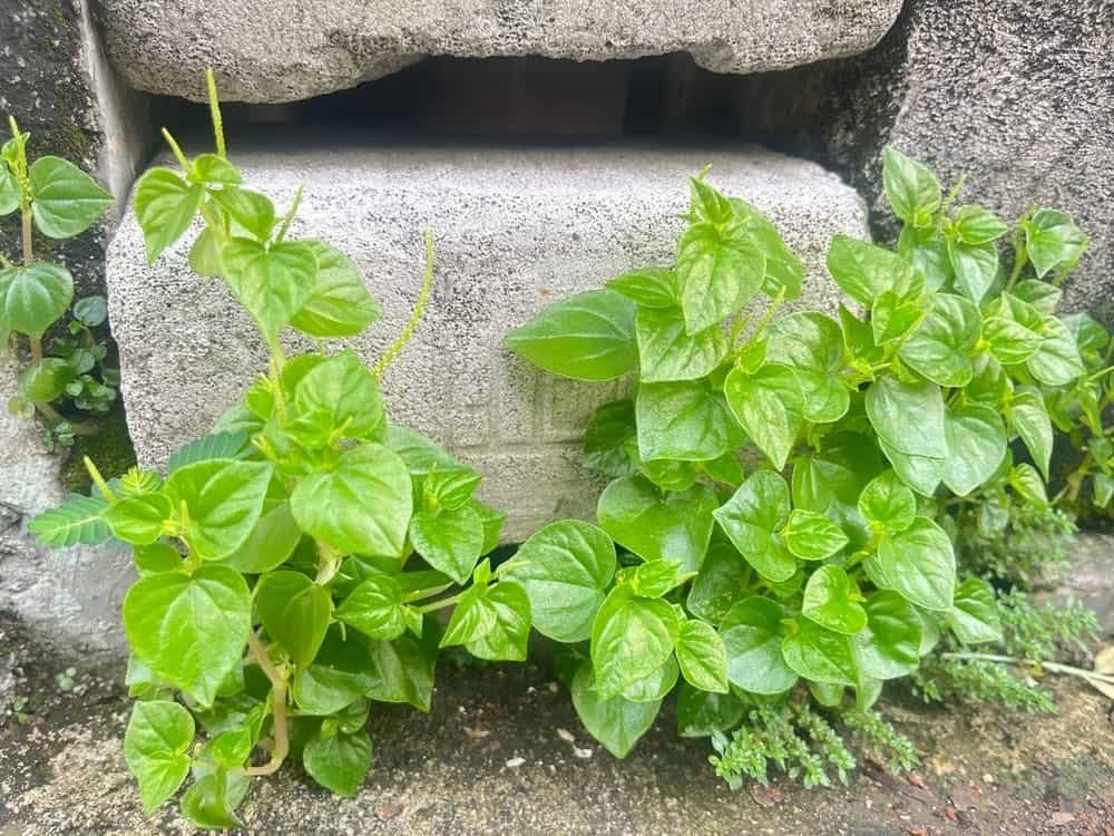 အလေ့ကျပေါက်တတ်တဲ့ ကျောက်သင်ပုန်းပင် ဆေးဖက်ဝင်သလား!