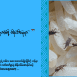 ဆန်တွေပိုးမတွယ်စေဖို့ ထိန်းသိမ်းနည်း