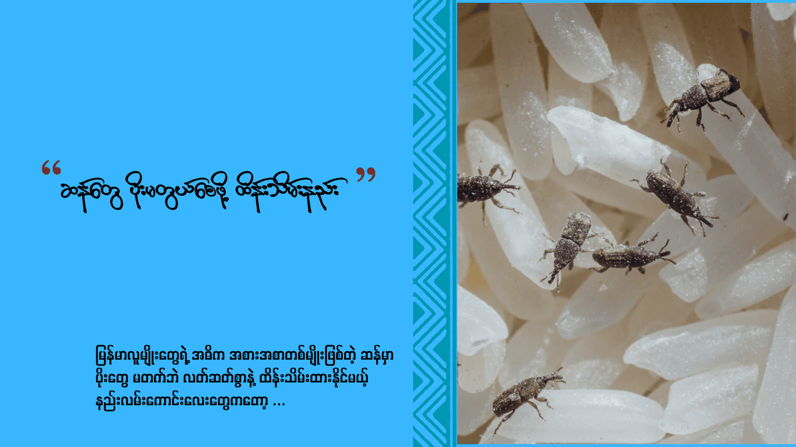 ဆန်တွေပိုးမတွယ်စေဖို့ ထိန်းသိမ်းနည်း