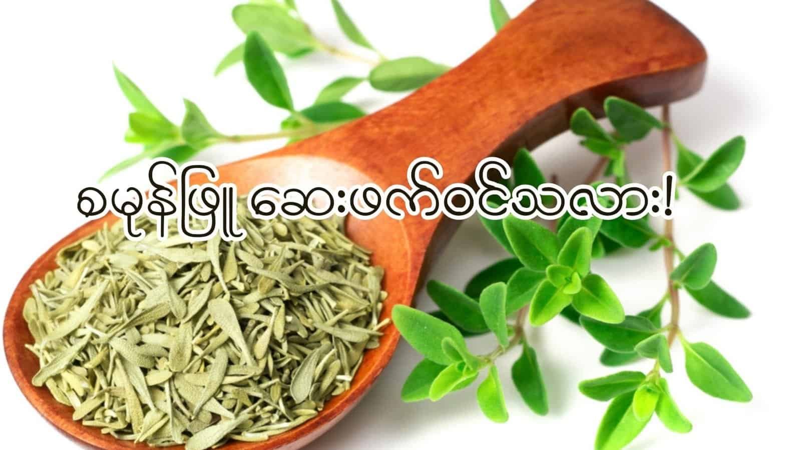 စမုန်ဖြူ (Thyme)