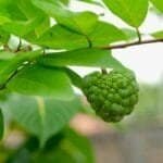 ဩဇာရွက် ကျန်းမာရေးကောင်းကျိုးရှိမလား!