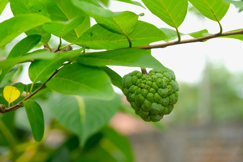 ဩဇာရွက် ကျန်းမာရေးကောင်းကျိုးရှိမလား!