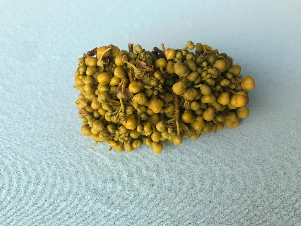 မယ်ဇလီဖူး ကျန်းမာရေး ကောင်းစေသလား!