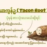 ယာကွန်ဥ (Yacon) သွေးတိုးကျစေရုံပဲလား!
