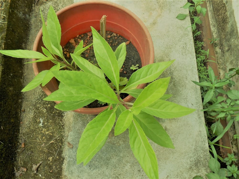 ပျားမြီးရွက် (Longevity Spinach) ဘယ်လိုဆေးဖက်ဝင်သလဲ!