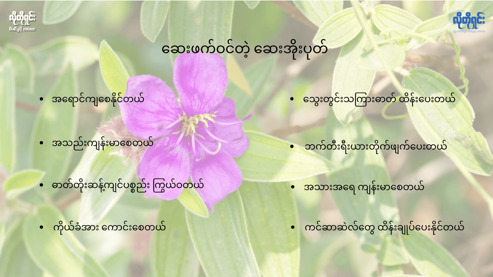 ဆေးအိုးပုတ် (Osbeckia Stellata) ရဲ့ ဆေးဖက်ဝင်မှု