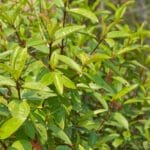 ဆေးအိုးပုတ် (Osbeckia Stellata) ရဲ့ ဆေးဖက်ဝင်မှု