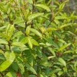ဆေးအိုးပုတ် (Osbeckia Stellata) ရဲ့ ဆေးဖက်ဝင်မှု