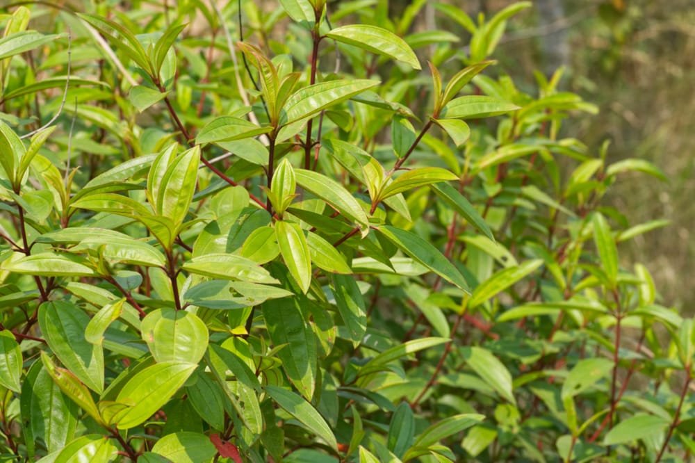 ဆေးအိုးပုတ် (Osbeckia Stellata) ရဲ့ ဆေးဖက်ဝင်မှု