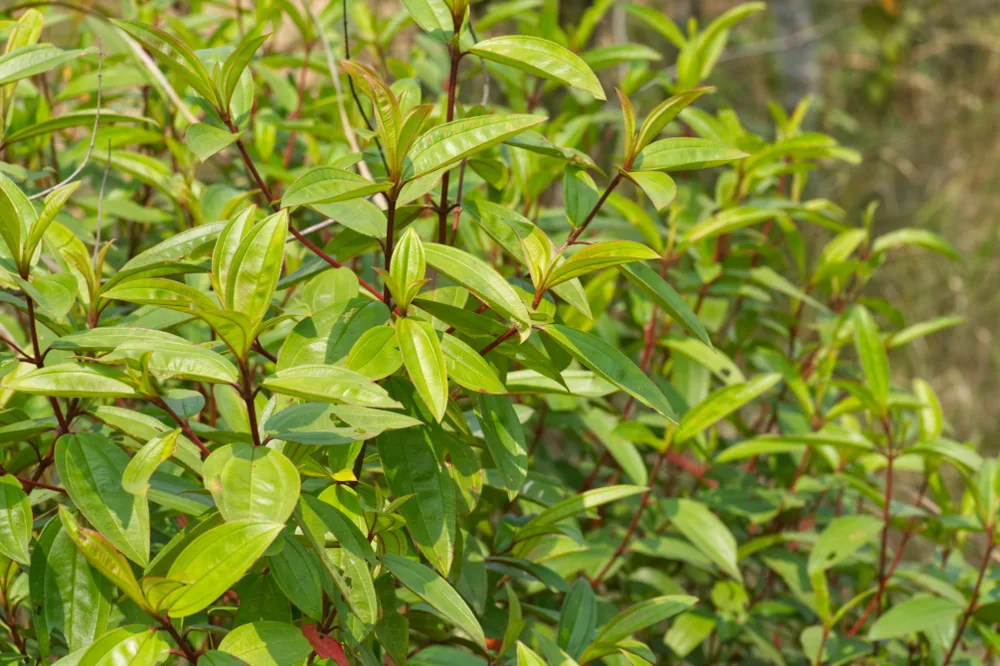 ဆေးအိုးပုတ် (Osbeckia Stellata) ရဲ့ ဆေးဖက်ဝင်မှု