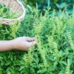 ပင်စိမ်းရွက် (Basil Leaves)
