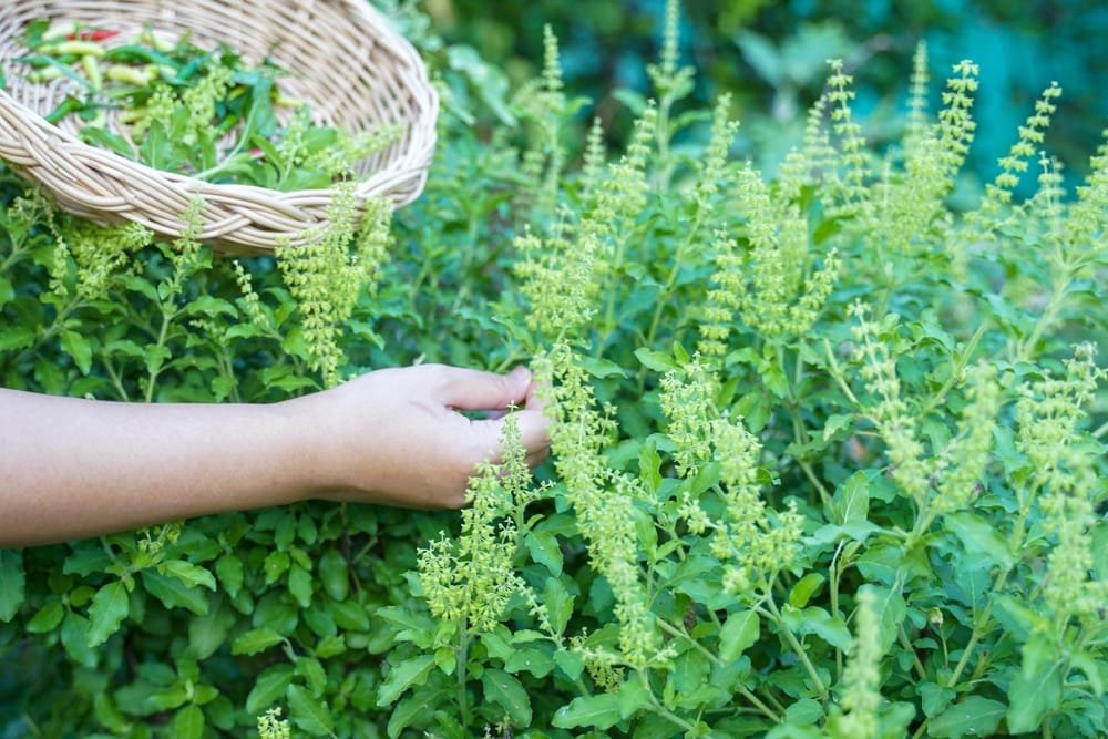 ပင်စိမ်းရွက် (Basil Leaves)
