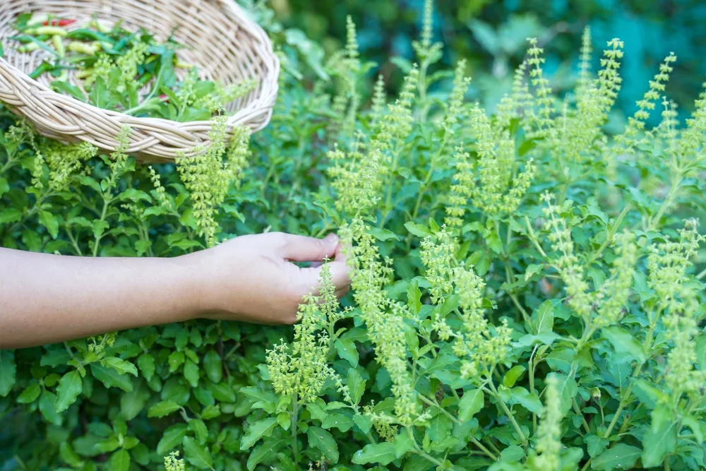 ပင်စိမ်းရွက် (Basil Leaves)