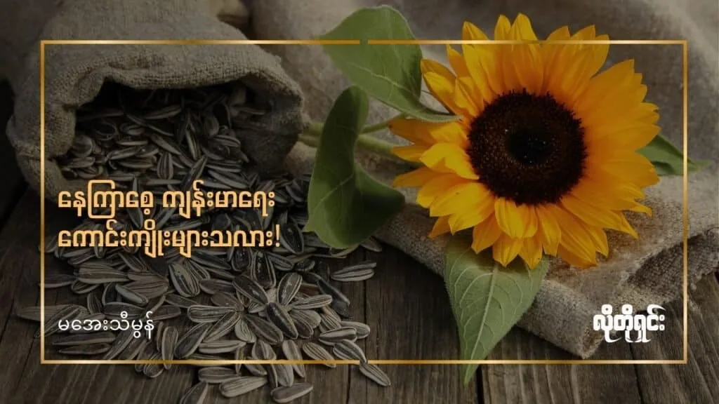 နေကြာစေ့ ကျန်းမာရေးကောင်းကျိုးများသလား!