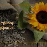 နေကြာစေ့ ကျန်းမာရေးကောင်းကျိုးများသလား!