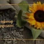 နေကြာစေ့ ကျန်းမာရေးကောင်းကျိုးများသလား!