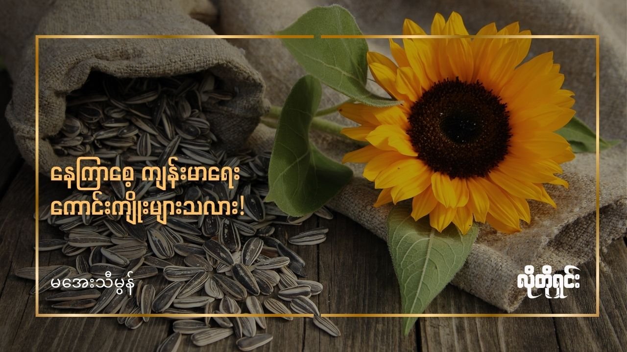 နေကြာစေ့ ကျန်းမာရေးကောင်းကျိုးများသလား!